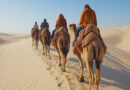 Aventuras no Deserto: Passeios de Camelo e Sandboarding